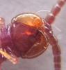Lithobius forficatus